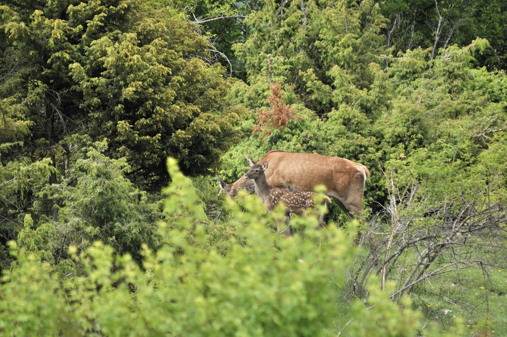 Cuccioli  (fotoracconto)